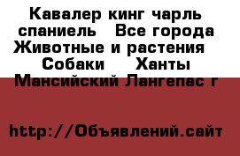 Кавалер кинг чарль спаниель - Все города Животные и растения » Собаки   . Ханты-Мансийский,Лангепас г.